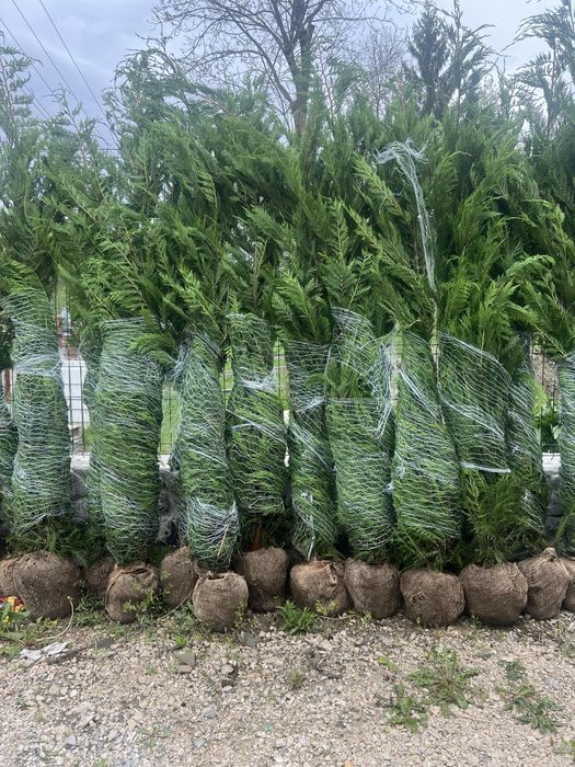 Tuia leylandii chiparos la oferta asiguram transport și plantare