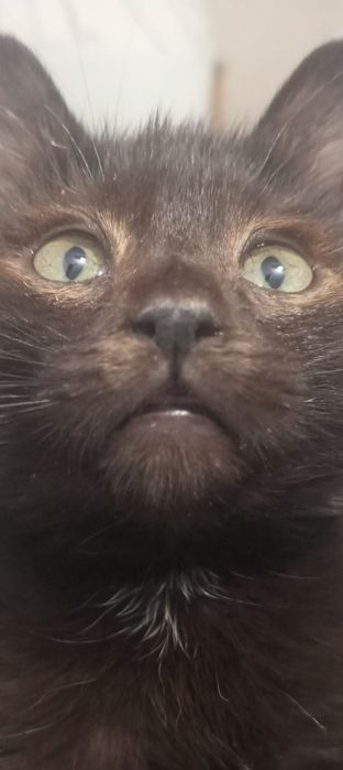 Отдам хорошего котенка мальчика