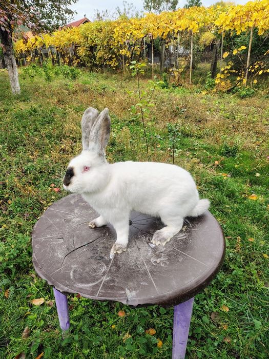 Uriaș de Transilvania, Hycole francez și Rex pitic