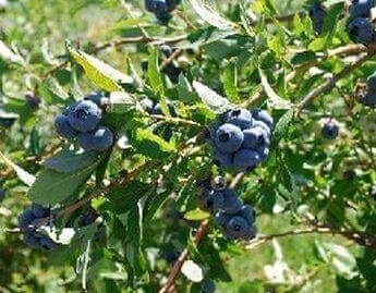 Butasi afin de înaltă calitate