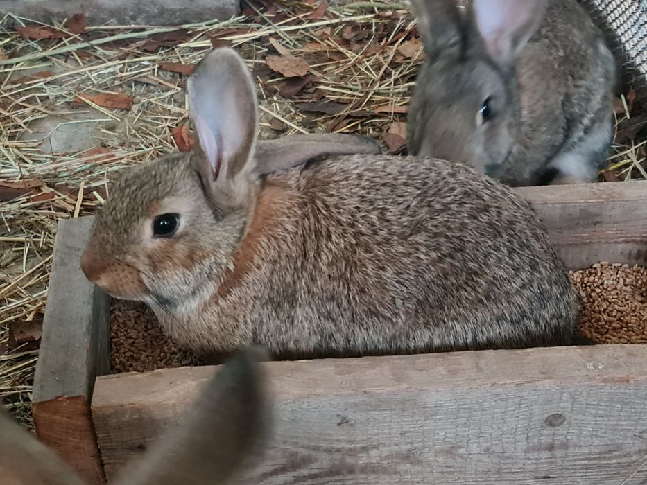 Кролики 2,5 месяца