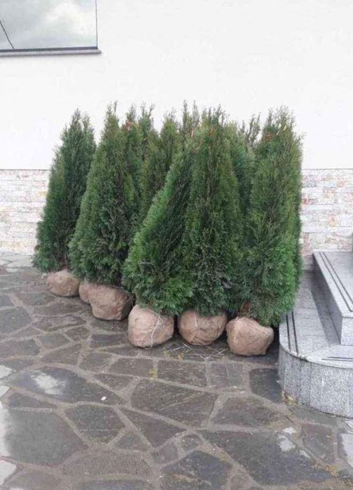 Vand plante ornamentale
