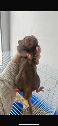 Крысы ручные ласковые