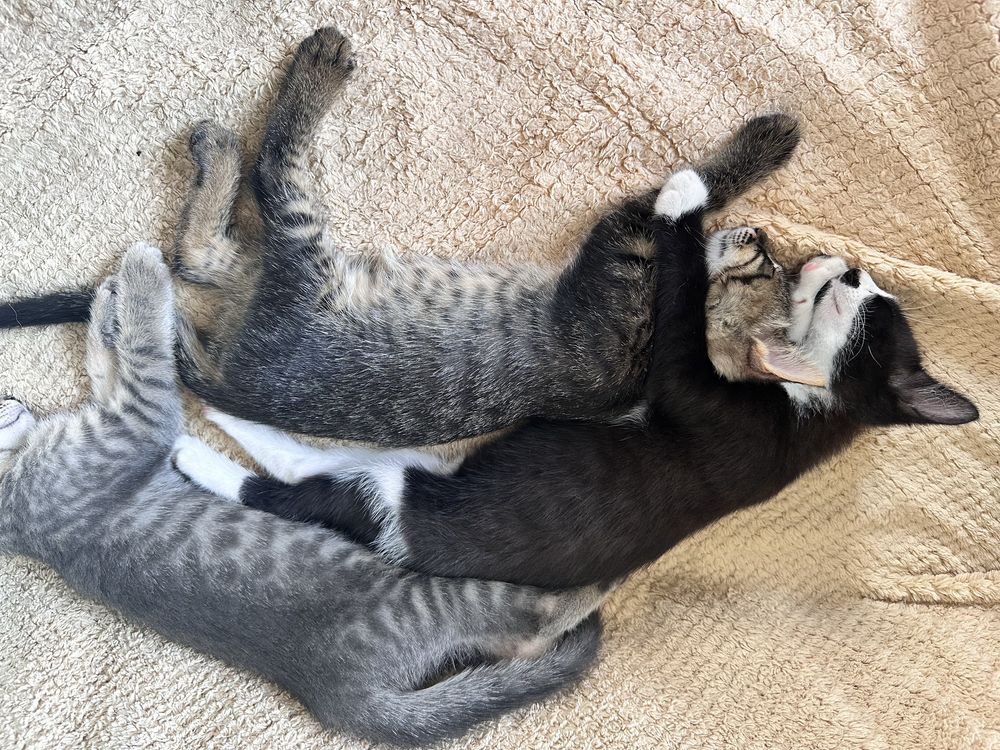 Красиви малки котенца