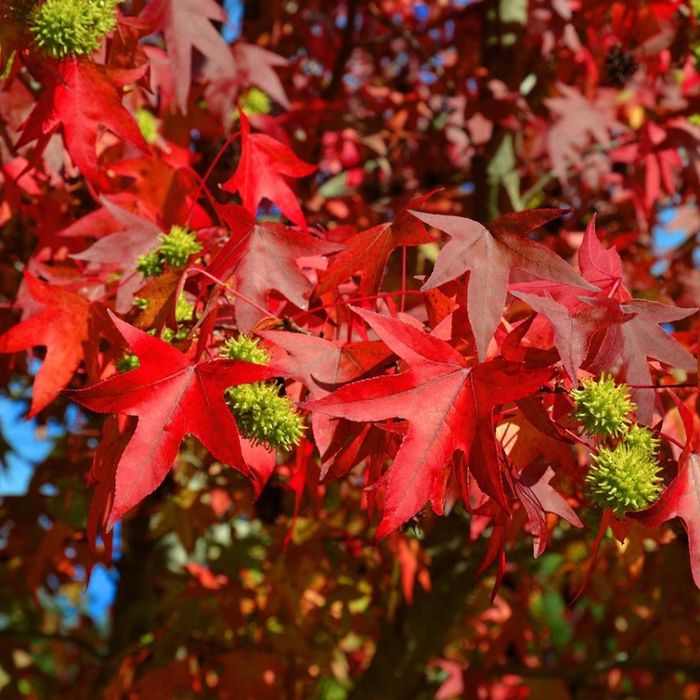Arborele De Guma( Liquidambar Styraciflua)