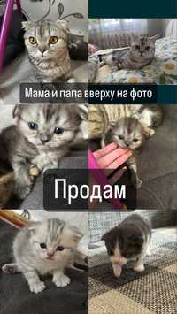 Продам котят скоттиш фолд(шатланская вислоухая)