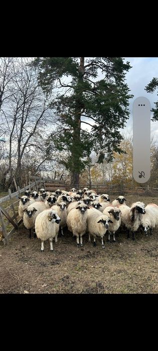 Oi de vanzare la poiana buchin