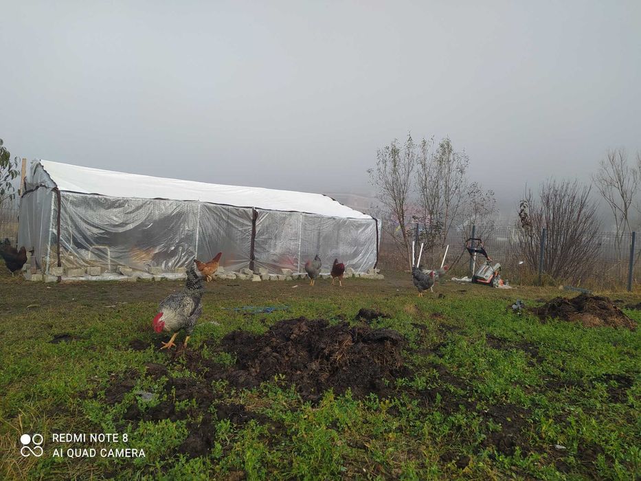 Cocosi de casa rase combinate