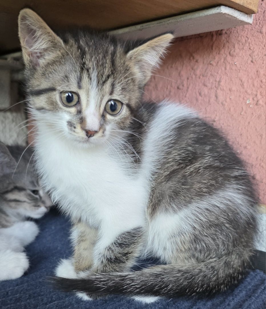 Подарявам котета