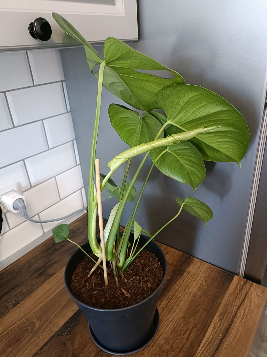 Planta verde Alocasia Monstera 65 cm