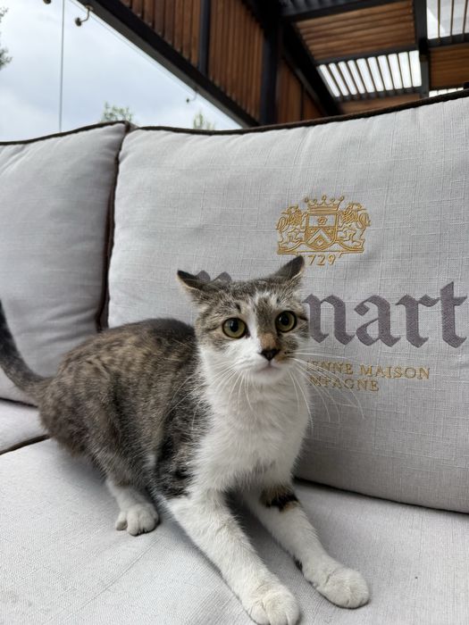 Кошка ДУСЯ ищет семью. Стерилизована