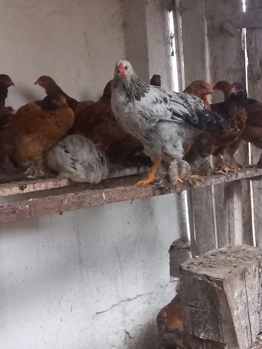 Pui de casa de vanzare