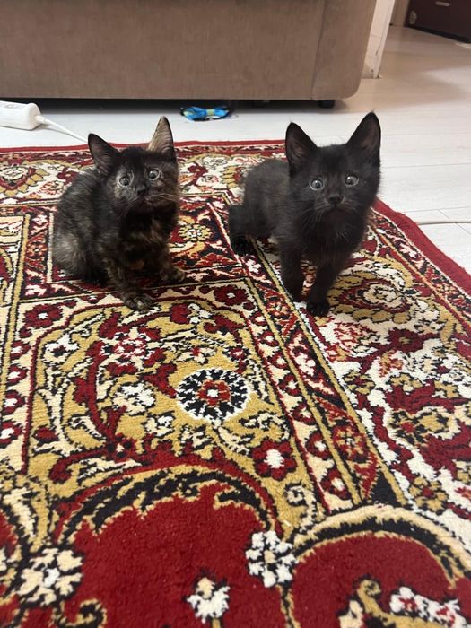 Отдам котят мальчики доставка бесплтано