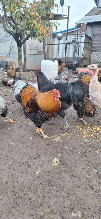 Găini  Wyandotte/AUSTROLOP