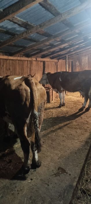 Vand vaci.            .