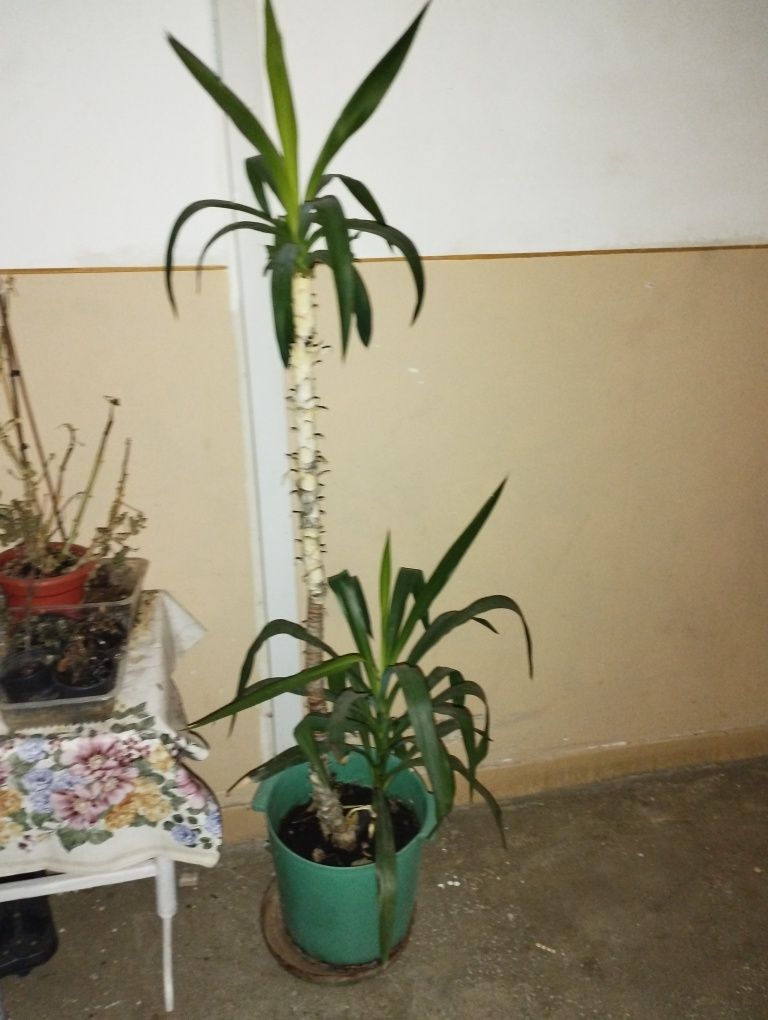 Vând plante de apartament dracena și yucca