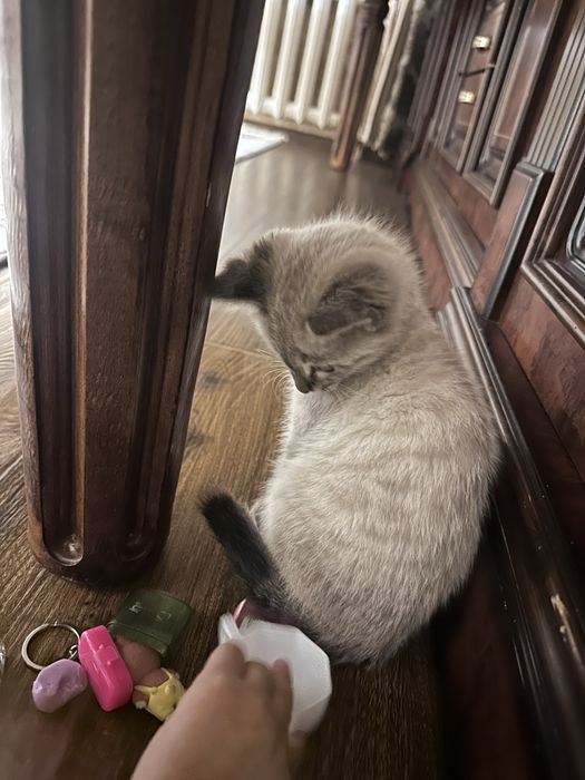 Siyamskiy tozasi 2oyli sotilad