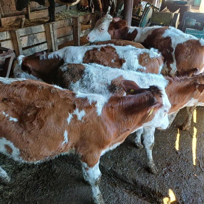 Când vițele balțată romanească înțărcate