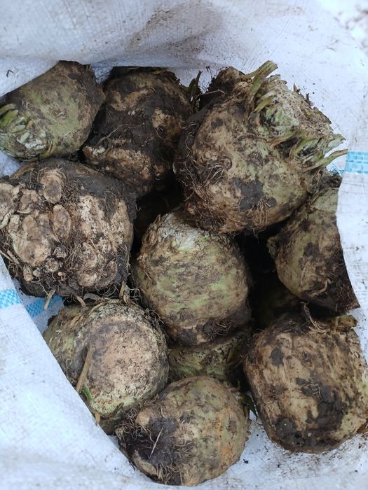 Ţelină de vânzare