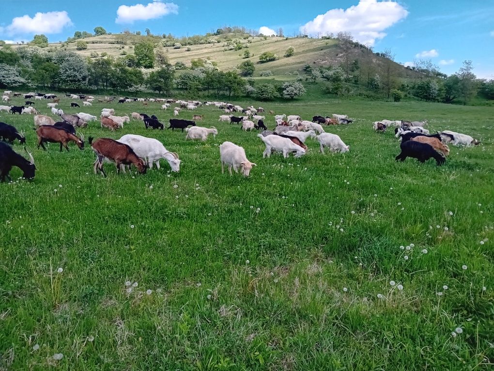 Vând 100 de capre Sibiu