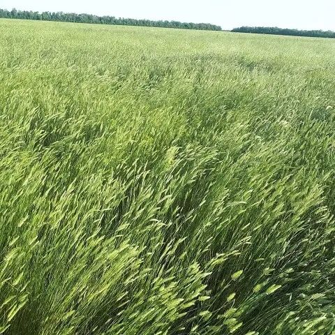 Сено тюковое (житняк и ковыль) Доставка бесплатно!