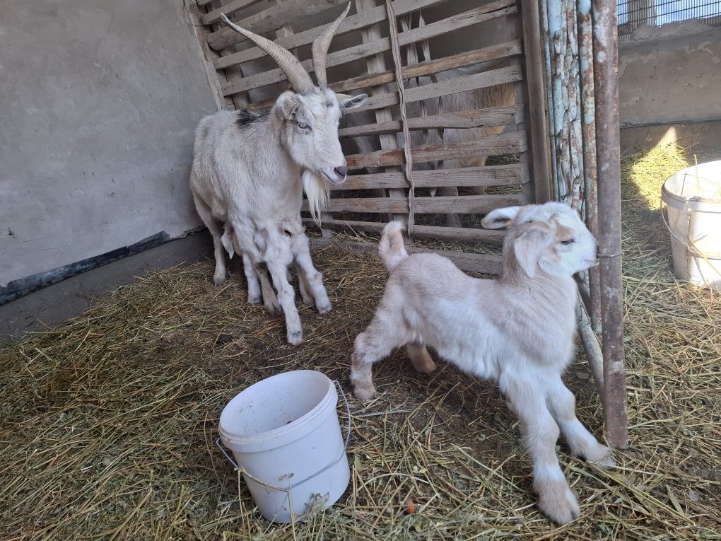 Альпи француз сүтті ешкі, 4-5л сүті бар