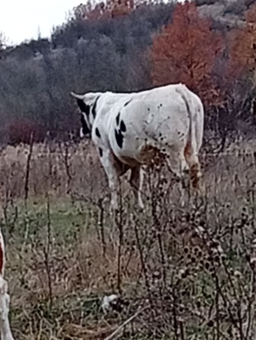 Taure de vânzare,90 de milioane negociabil