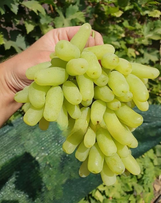 Soiuri Noi de vita de vie