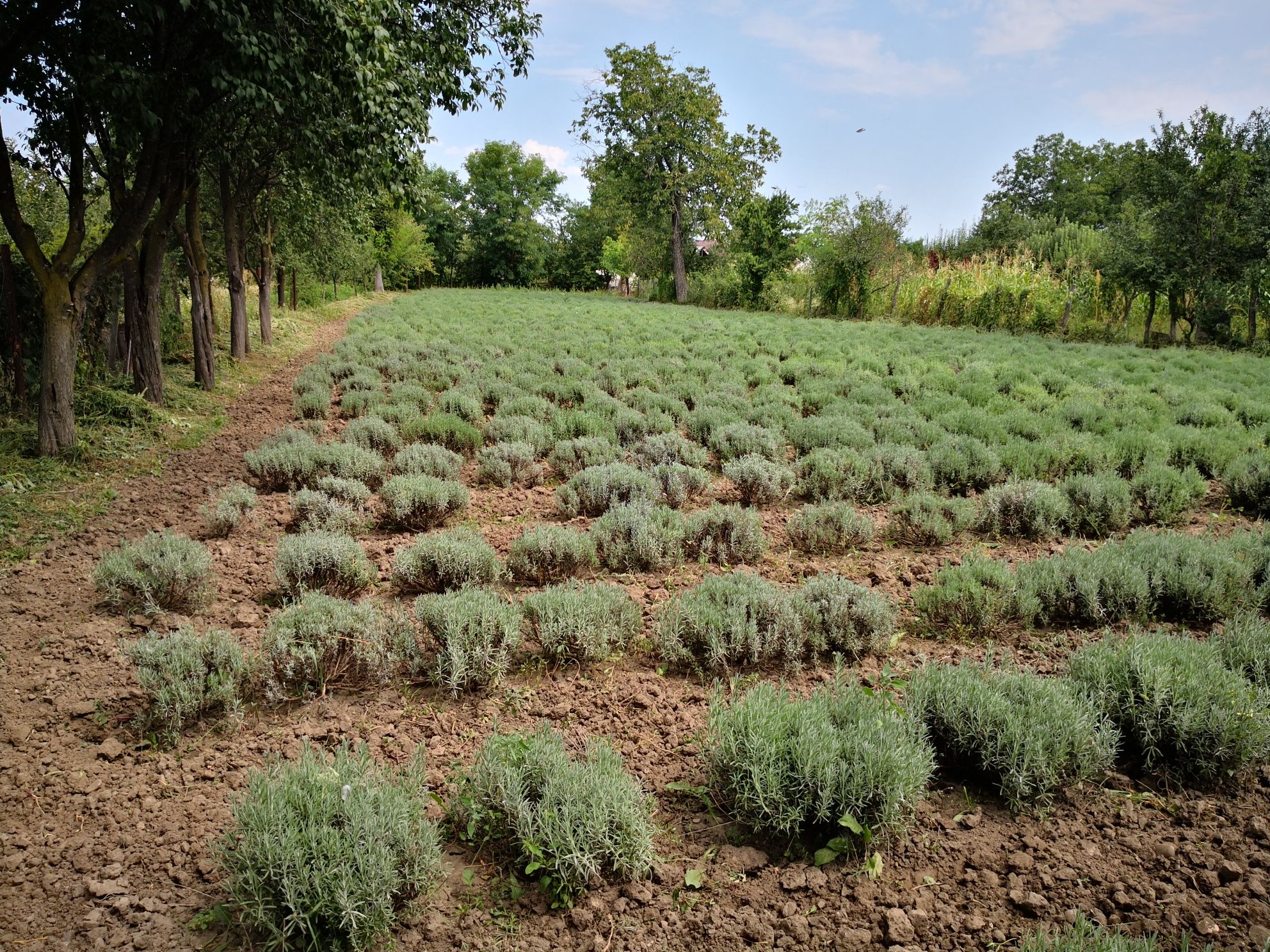 Vand tufe de lavanda