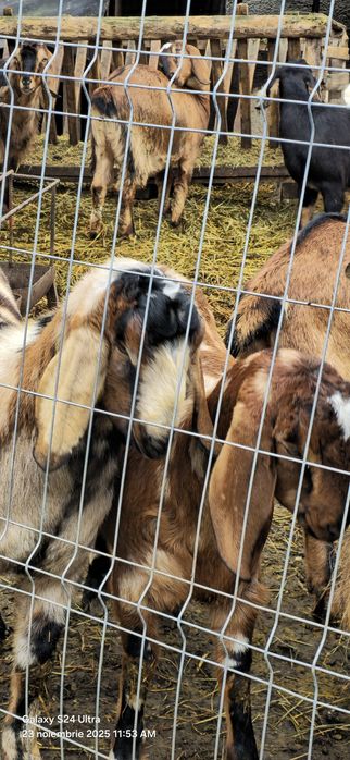 Vand 7 capre si 2 tapi