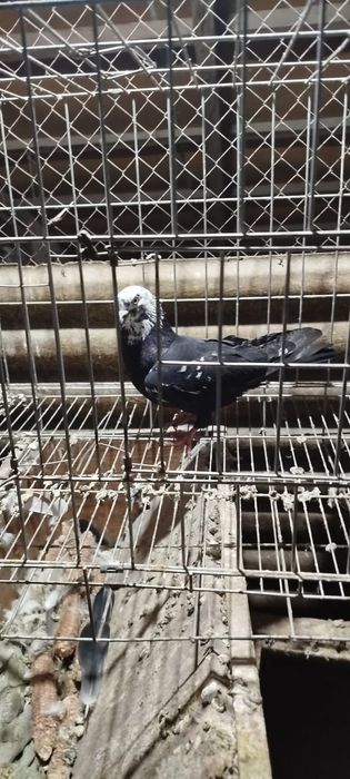 Продам голубя...