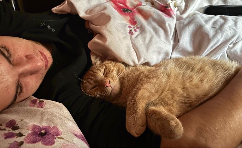 Donez motan portocaliu castrat