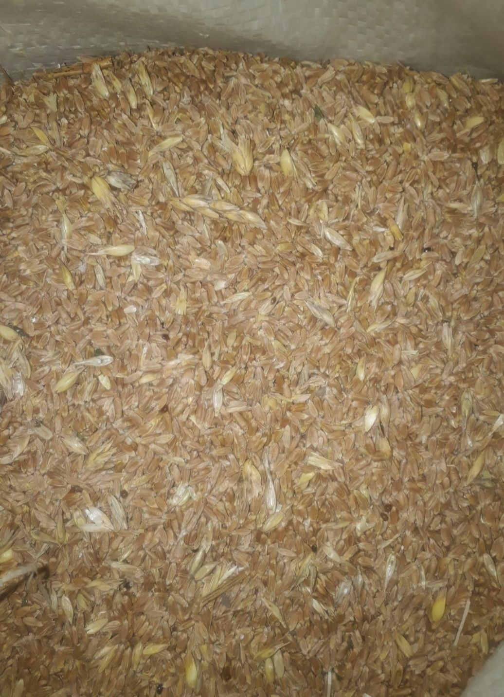 Продам зерноотход сухой 85т.