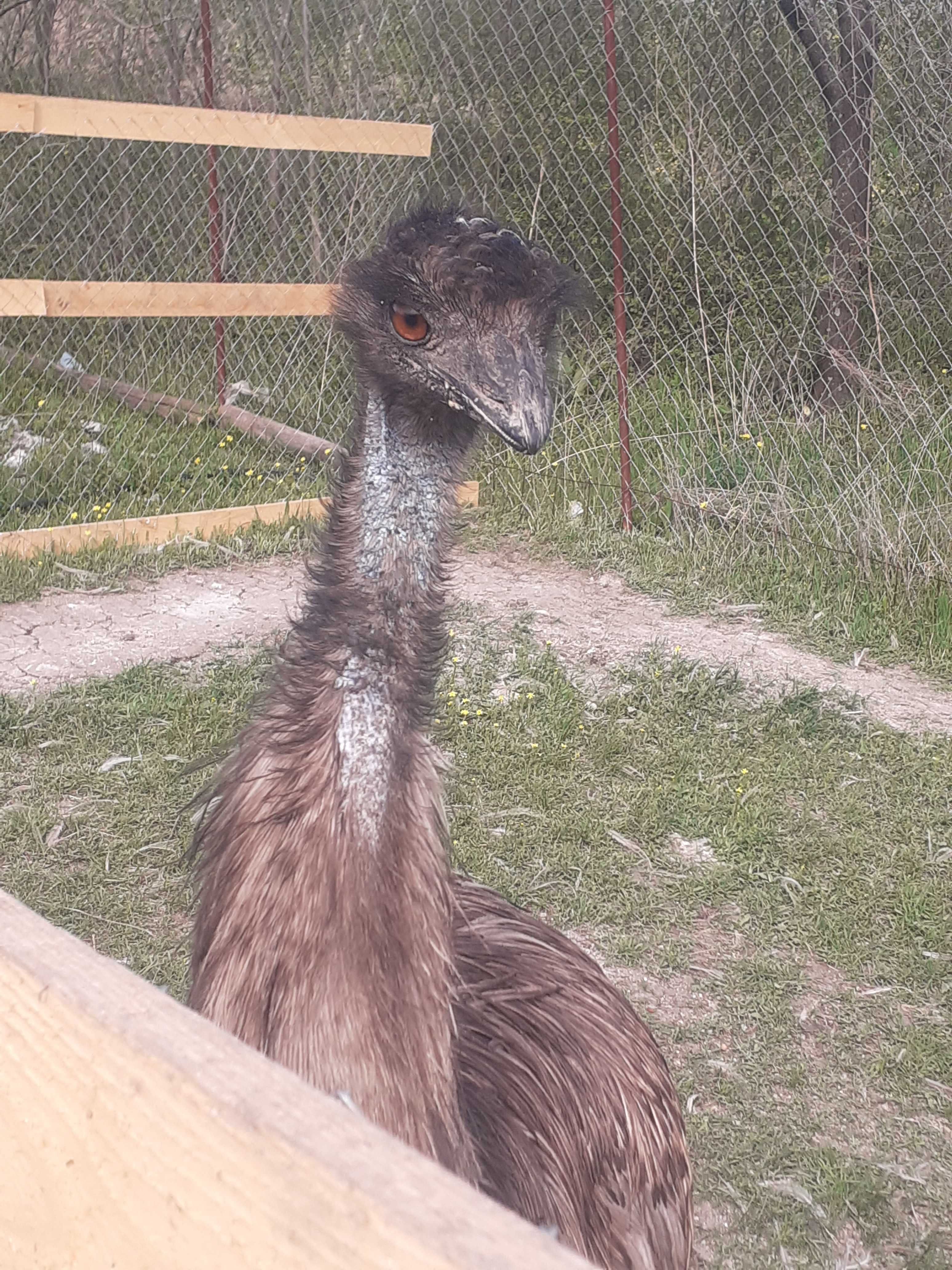Strut EMU mascul 4 ani