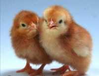 Цыплята Красная несушка Ломан Браун