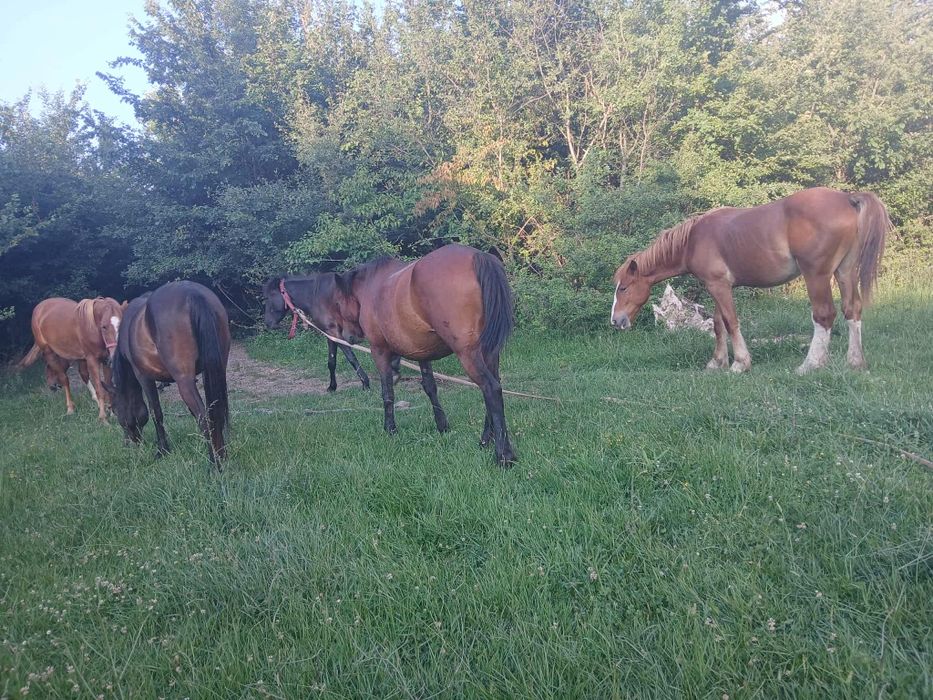 Vând sau schimb cu alte animale