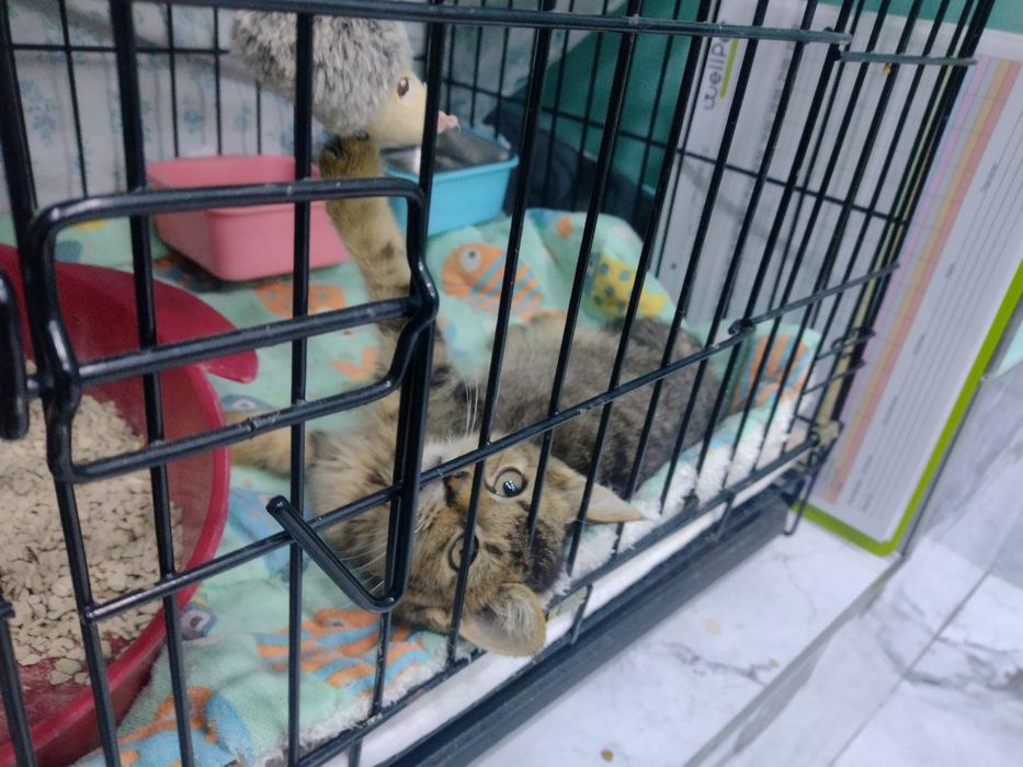 Отдам в добрые и ответственные руки