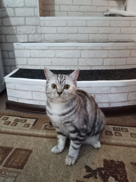 Котенок 8 месяцев породистый домашний
