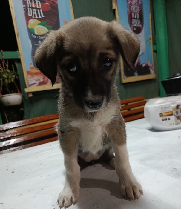 Отдам в добрые руки!