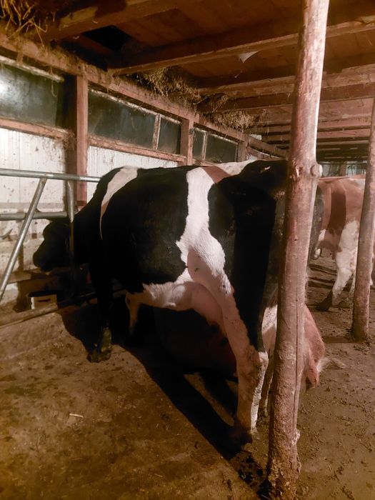 Vand vaca buna de lapte baltata cu negru