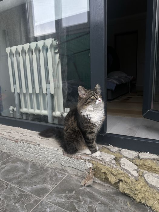 Отдаем кошечку в добрые руки