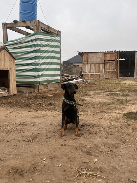 Ягтерьер 1,5 лет продается