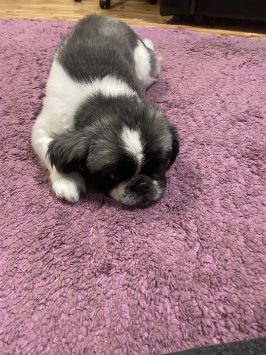 Молодой красавец ищет подружку (невесту)