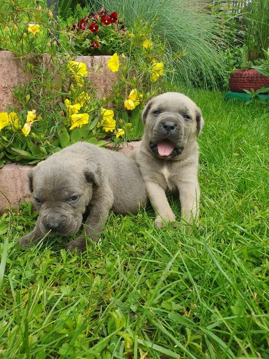 Disponibil pui cane corso