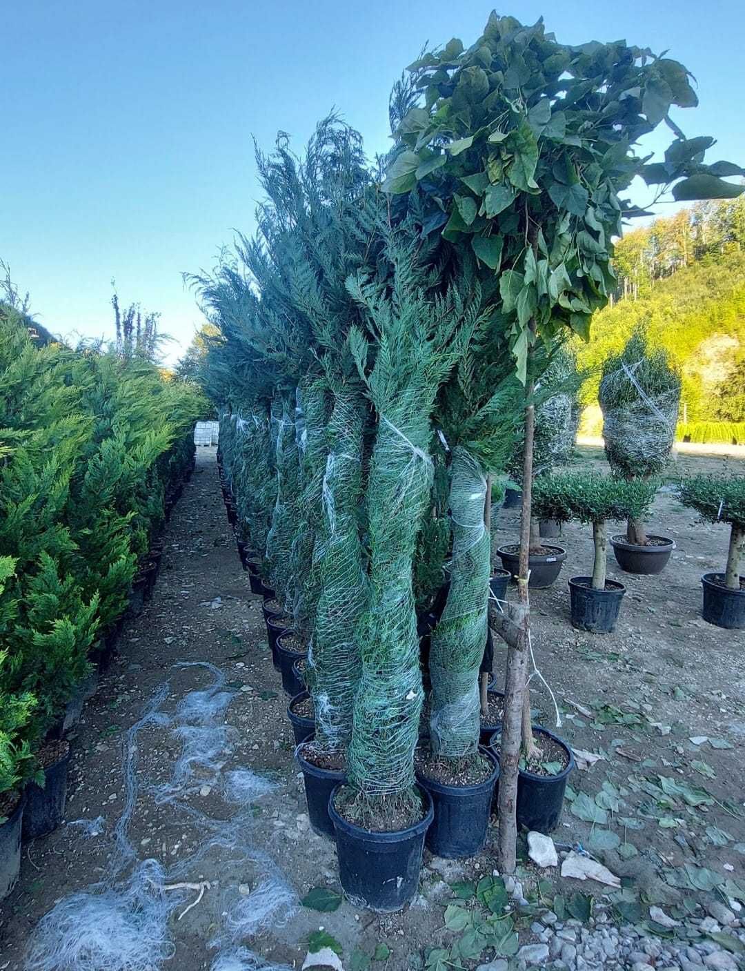 Leylandii 1-5m de primavara