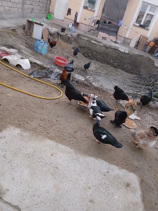 Tovug va horoz indautkalar sotiladi tuxum tugib turibdi