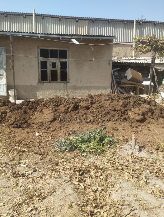 Gungi bor shitasi zur 2 moshin bor bepul