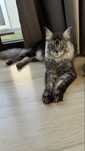 Motan Maine Coon Black Silver