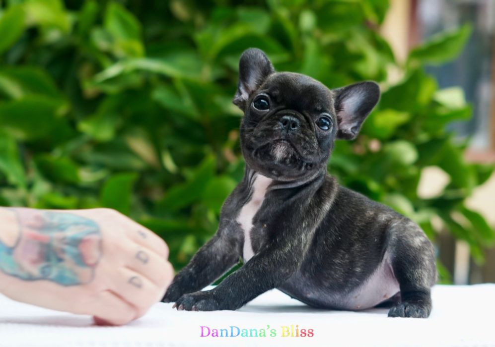 Bulldog francez cu pedigree - fetita