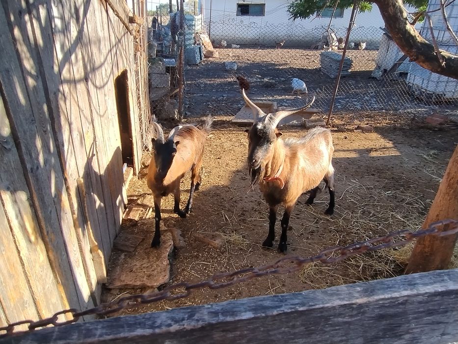 Țap și capra alpina tineri